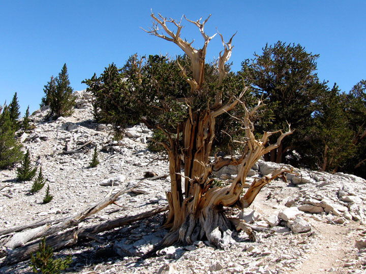 Ancient Bristlecone Pine Forest (Photos)