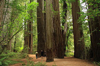 [Stout Memorial Grove in Jedediah Smith Redwoods State Park in 2011 (22).JPG]