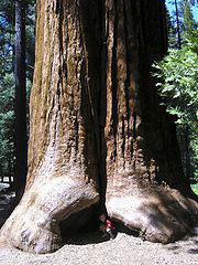[Giant sequoia-national-monument-jason-hickey.jpg]