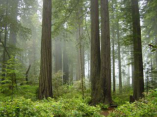 [Redwood National Park, fog in the forest.jpg]